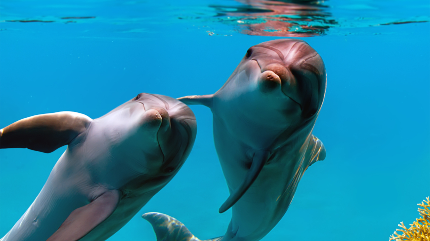 Delfiners förmåga att lära sig hantera andningen kan ha betydelse för den som lider av någon form av lungsjukdom tror forskarna. Foto: Shutterstock